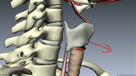 Muscles of the Larynx - Part 1 - 3D Anatomy Tutorial - YouTube