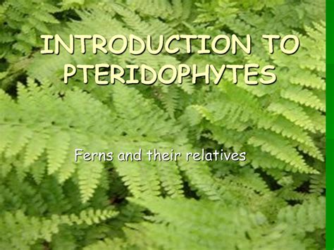 Pteridophyta - PLant Classification