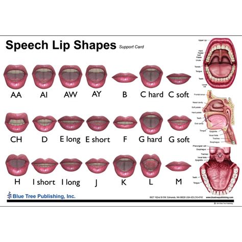 Lips Shapes Chart | Lipstutorial.org