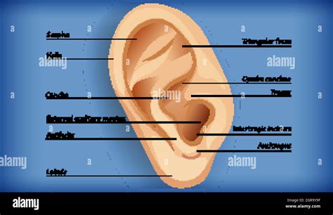 Anatomy of external ear Stock Vector Image & Art - Alamy