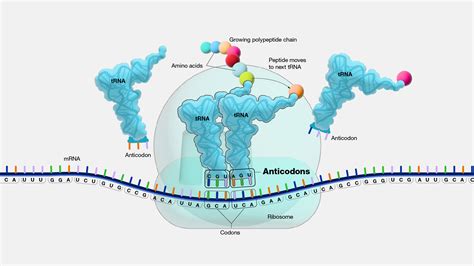 Anticodon