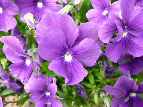 Viola ‘Huntercombe Purple’ – Plants – Oak Leaf Gardening