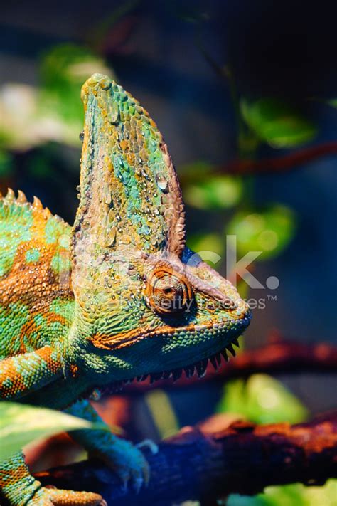 Veiled Chameleon Stock Photo | Royalty-Free | FreeImages