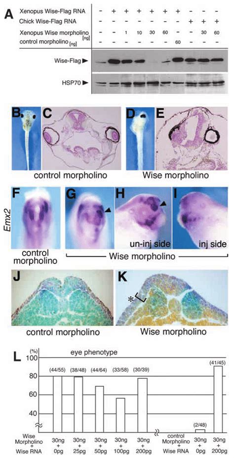 Analysis with antisense morpholino oligonucleotides against Wise. (A ...