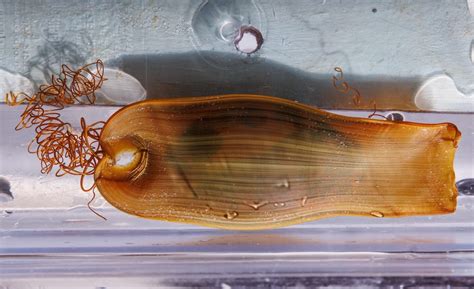 Tennessee Aquarium hatches Swell Shark, a species that “glows”