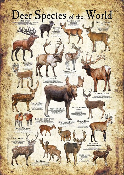 Deer Species of the World Poster Print