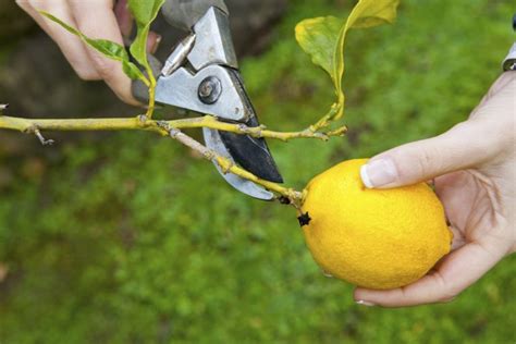 How to Prune a Lemon Tree? Check These 5 Easy Steps!