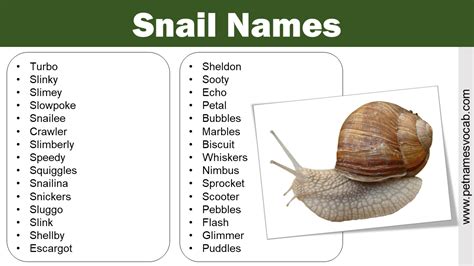 List of Snail Names for Your Adorable Pet - Pet Names Vocab