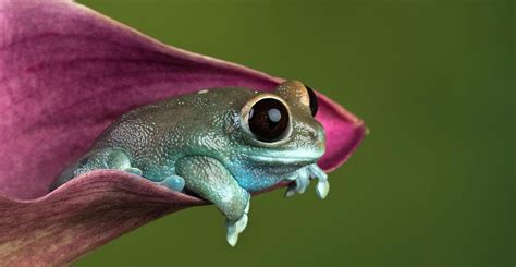 Frog Eyes: Exploring Nature's Visual Marvels - AMPHIPEDIA