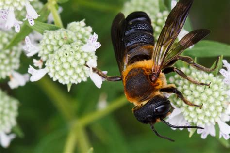 Megachile sculpturalis, l'abeille résinière géante - Les Dorloteurs d ...