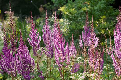 Perennials That Will Thrive in Michigan Gardens