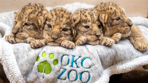 Oklahoma City Zoo welcomed its first lion cubs in 15 years. You can ...