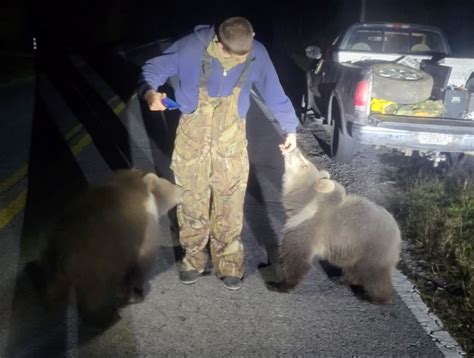 Kodiak bear cubs were found in Florida, thousands of miles away from ...