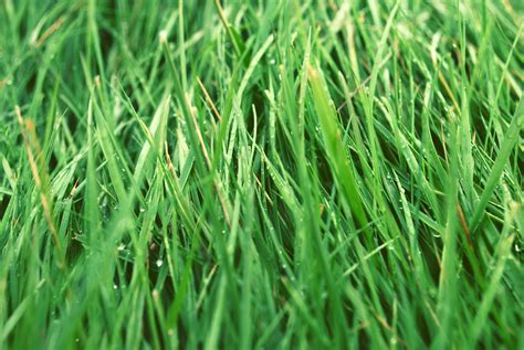 Grass Blades image image - Free stock photo - Public Domain photo - CC0 ...