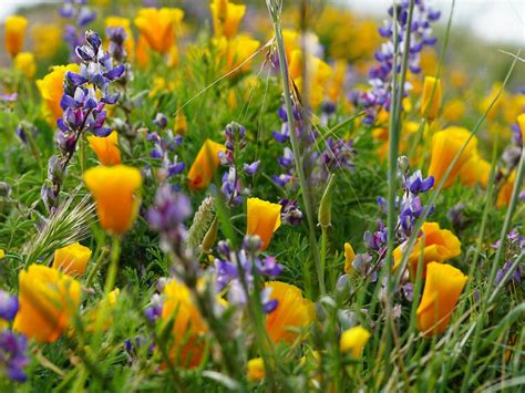 12 Best Places to See Southern California Wildflowers: Super Bloom 2024