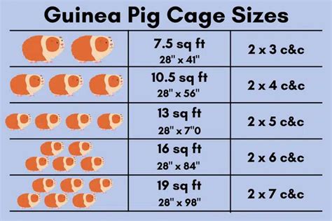 Guinea Pig Cage Size: What They REALLY Need!