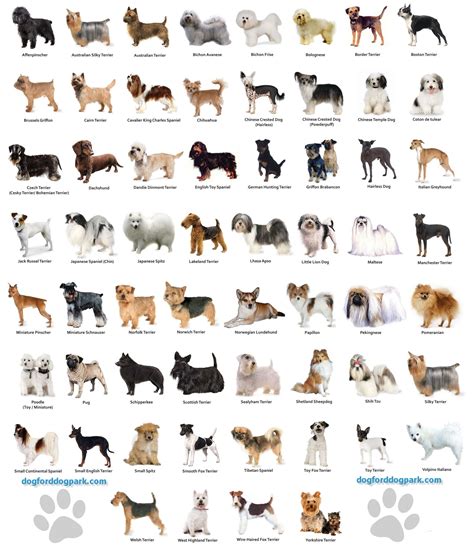 Best Images — DOG BREEDS