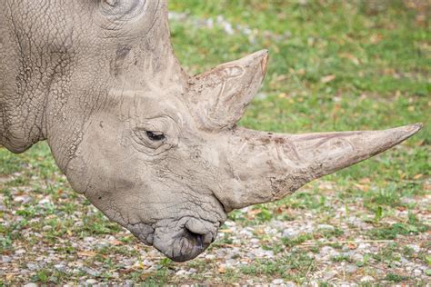 South Africa to Allow Rhino Horn Trade