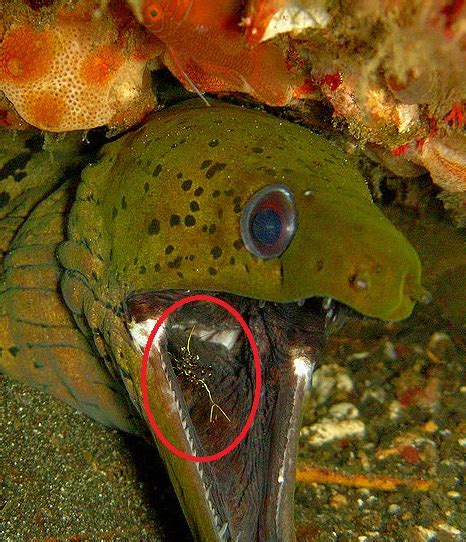 Moray Eel Teeth / Saw-tooth Moray Eel | Portrait of a Saw-tooth Moray ...