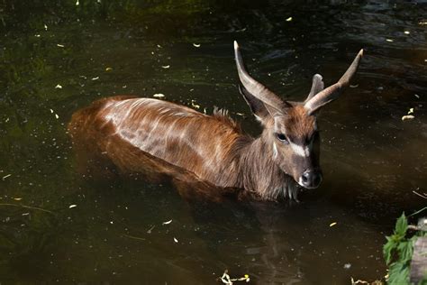 Sitatunga Facts - CRITTERFACTS