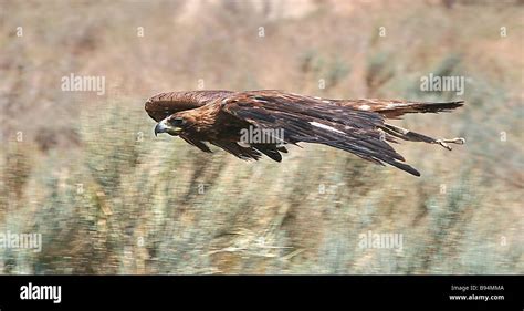 A falcon in flight Stock Photo - Alamy