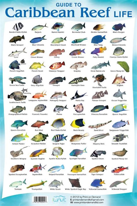 Coral Reef Fish Species | sea turtles | Snorkelling, Diving, Fish chart