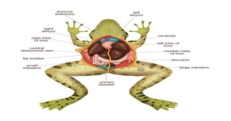 How to Draw a Diagram of Frog Anatomy - Learn About Nature