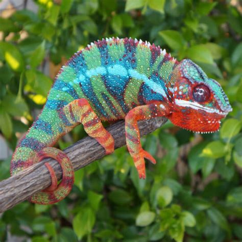 Chapter 1: Choosing Your Panther Chameleon - Chameleon Academy