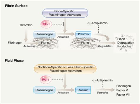 The Fibrinolytic System | Download Scientific Diagram