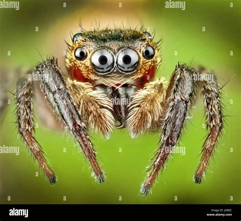 Malaysia jumping spider, Salticidae, high macro 'stacked' image Stock ...