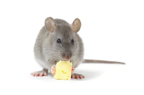 Rat Stock Photos, Royalty Free Rat Images | Depositphotos®