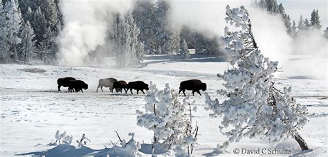 Winter in Yellowstone National Park Photography Tours for 2020