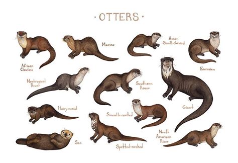 Otters of the World Field Guide Art Print / Watercolor | Etsy | Otter ...