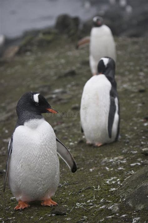 Gentoo Penguin in Antarctica Stock Photo - Image of polar, explorer ...