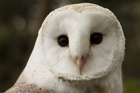 I saw a white owl with black eyes. - Stories, Sightings & Experiences ...