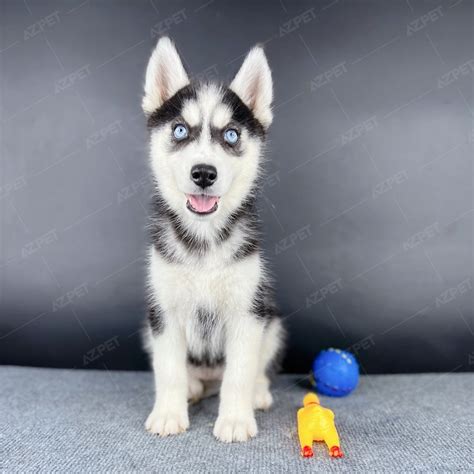 Bán Chó Husky Thuần Chủng - Bảo Hành Toàn Diện 365 Ngày