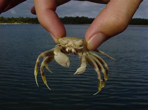 Free Sand Crab Stock Photo - FreeImages.com