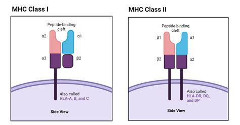 MHC Molecules- Definition, Properties, Class, Types, Pathways