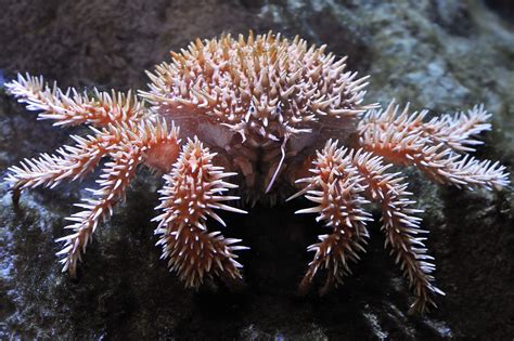 Seriously Spiked Crab | Deep sea creatures, Weird sea creatures, Ocean ...