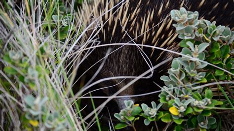 Echidna Fact Sheet | Blog | Nature | PBS