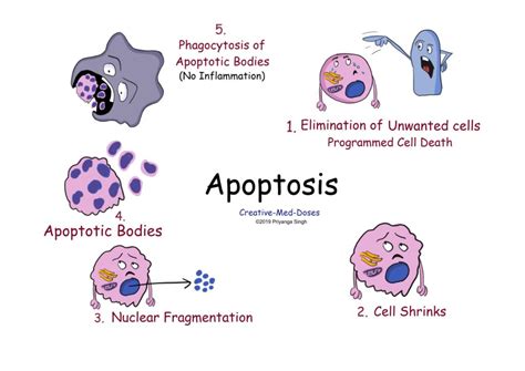 Necrosis VS Apoptosis, six major differences - Creative Med Doses