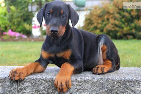 Doberman Puppies