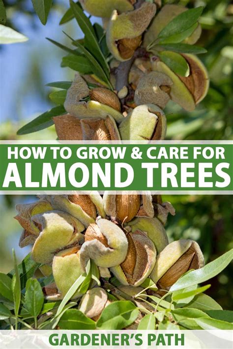 How to Plant, Grow, and Care for Almond Trees | Gardener's Path