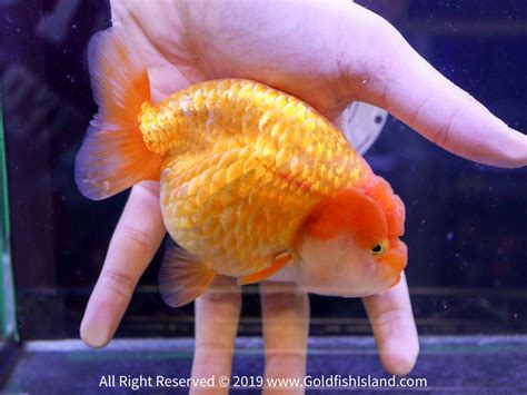 Ranchu Goldfish 5.5-6 Inches 20819RCR556T4-3 – Goldfish Island