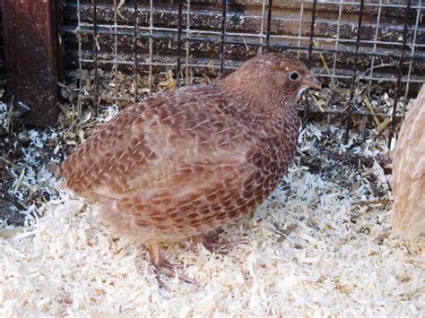 Quail Breeds | About Quail | Quails | Guide | Omlet US