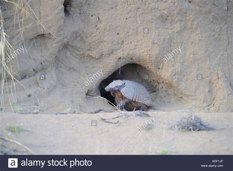 Armadillo Burrow Stock Photos & Armadillo Burrow Stock Images - Alamy