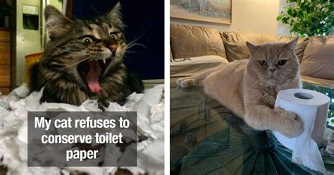 Naughty Cats Who Decided During A Toilet Paper Shortage Was A Good Time ...