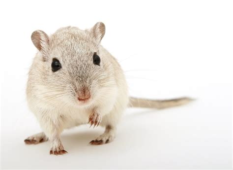 Hamsters, Gerbils, Rats & Mice Care Guide | Long Island Exotic Pet Vet