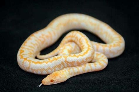 Albino spotted python | Ssssnakess & suchh | Pinterest