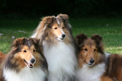 Shetland Sheepdog Wallpapers - Wallpaper Cave